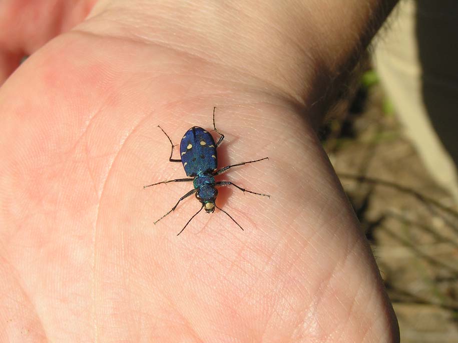 Cicindela campestris saphyrina